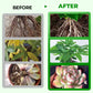 🎁 Hot Sale 70% OFF 🔥All Purpose Concentrated Liquid Fertilizer